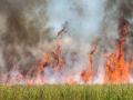 Pune: वडगाव रासाईत शॉर्टसर्किटमुळे पाच एकर ऊस जळून खाक - Marathi News | Five acres of sugarcane burnt due to short circuit in Vadgaon Rasait | Latest pune News at Lokmat.com