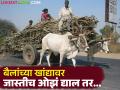 खबरदार, बैलांवर उसाचा जादा भार लादल्यास कारवाई; साखर आयुक्तांचे आदेश - Marathi News | Beware, action will be taken if excess sugarcane load is placed on bulls; Sugar Commissioner orders | Latest agriculture News at Lokmat.com