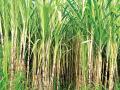 जास्तीच्या पावसामुळे उसाची लागवड वाढणार - Marathi News | Additional rainfall will increase sugarcane cultivation | Latest chhatrapati-sambhajinagar News at Lokmat.com