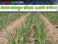ऊस उत्पादक शेतकरी खोडवा ऊसाचे संगोपन का करत आहेत?  - Marathi News | Latest News Why are the sugarcane farmers cultivating Khodwa sugarcane? | Latest agriculture News at Lokmat.com