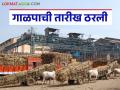 नवीन गाळप हंगामाचे धोरण ठरले; यंदा गाळप होणाऱ्या उसासाठी कसा मिळणार दर? - Marathi News | The policy for the new crushing season has been decided; How will the price for sugarcane to be crushed this year be obtained? | Latest agriculture News at Lokmat.com