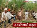 Sugarcane Crushing Season : बॉयलर पेटले... ऊस शेतकरी सज्ज! यंदा गळीत हंगाम लवकर - Marathi News | latest news Sugarcane Crushing Season : Boiler caught fire... Sugarcane farmers are ready! Crushing season will be early this year | Latest agriculture News at Lokmat.com
