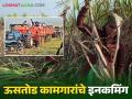 यंदा गाळप लवकरच सुरु होणार.. ऊसतोड मजुरांची दिवाळी उसाच्या फडातच - Marathi News | This year the sugarcane harvest will start soon the Diwali of the sugarcane workers is in sugarcane field this year | Latest agriculture News at Lokmat.com