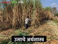 उसाचे उत्पन्न घटले; आर्थिक गणित जुळेना - Marathi News | Sugarcane yields declined; The financial profit doesn't get good value | Latest agriculture News at Lokmat.com