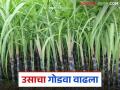 Sugarcane Cultivation: पाणी भरपूर, ऊसही जोमात; तरीही भाव 'कडवट'! वाचा सविस्तर - Marathi News | Sugarcane Cultivation: latest news Plenty of water, sugarcane is also thriving; Still prices are 'bitter'! Read in detail | Latest agriculture News at Lokmat.com