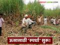 Sugarcane Crushing : दोन जिल्ह्यांतील १८ साखर कारखान्यांमध्ये ऊसासाठी 'स्पर्धा' सुरू वाचा सविस्तर - Marathi News | latest news Sugarcane Crushing: 'Competition' for sugarcane begins in 18 sugar factories in two districts Read in detail | Latest agriculture News at Lokmat.com