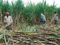 दुष्काळामुळे राज्यात ऊसाचे उत्पादन घटणार :  प्राथमिक अंदाज  - Marathi News | the production of sugarcane will decrease in the state due to drought: primary estimates | Latest maharashtra News at Lokmat.com