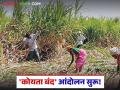 Sugarcane Farmers Protest : 'कोयता बंद' आंदोलन सुरू; ऊसदरवाढ नाही? तर कारखाने बंद वाचा सविस्तर - Marathi News | latest news Sugarcane Farmers Protest: 'Koyata Bandh' agitation begins; No sugarcane price hike? Then factories will be closed Read in detail | Latest agriculture News at Lokmat.com