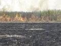 शेतीच्या वादातून उभा ऊस जाळला; अडीच लाखांचे नुकसान - Marathi News | in land dispute Burned sugarcane crop; farmer's Loss of 2.5 lakhs | Latest beed News at Lokmat.com