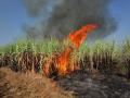 आगीमुळे चार एकर उस खाक - Marathi News | The fire destroyed four acres of sugarcane | Latest ahilyanagar News at Lokmat.com