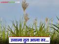 उसाला तुरा आल्यावर वजन आणि साखरेवर मोठा परिणाम; कसे कराल तोडणीचे नियोजन? - Marathi News | When sugarcane reaches maturity, it has a major impact on weight and sugar; How will you plan harvesting? | Latest agriculture News at Lokmat.com