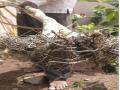 भूम तालुक्यात हुमणीच्या आक्रमणाने ३ हजार हेक्टरवरील ऊस धोक्यात - Marathi News | Under the threat of sugarcane over 3,000 hectares by the attack of the Humani in Bhum Taluka | Latest dharashiv News at Lokmat.com