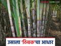 Sugarcane Irrigation : सिंचनाने 'इतक्या' हजार हेक्टरवर झाली नवीन ऊस लागवड वाचा सविस्तर - Marathi News | Sugarcane Irrigation : New sugarcane plantations have been done on 'so many' thousand hectares through irrigation | Latest agriculture News at Lokmat.com