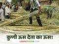 Sugarcane Factory : कारखानदारांचे ऊस उत्पादकांना साकडे वाचा सविस्तर  - Marathi News | Sugarcane Factory: Read detailed accounts of sugarcane producers of factories  | Latest agriculture News at Lokmat.com