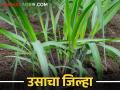 Sugarcane या जिल्ह्यात ऊस पिकाखालील क्षेत्र १६ हजार हेक्टरने वाढले - Marathi News | The area under sugarcane crop increased by 16 thousand hectares in this district | Latest agriculture News at Lokmat.com