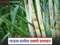 या जिल्ह्यांत उसाचे क्षेत्र वाढले; गळीत हंगामात उसाच्या उत्पादनात वाढ होईल? वाचा सविस्तर - Marathi News | Sugarcane area increased in these districts; Will sugarcane production increase in the harvesting season? Read in detail | Latest agriculture News at Lokmat.com