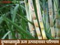 दुष्काळसोबत कारखाने बंदचा फटका, ऊस उत्पादन घटलं! - Marathi News | Latest News Drought affects sugarcane production in jalgaon chalisgaon | Latest agriculture News at Lokmat.com
