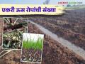 ऊस लागवड करताय? एकरी किती रोपे किंवा टिपरी लागतील वाचा सविस्तर - Marathi News | Planting sugarcane? How many cutting or seedlings per acre will be required, read in detail | Latest agriculture News at Lokmat.com