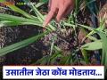 ऊस पिकात जेठा कोंब का मोडावा? त्याची योग्य वेळ कोणती व तो कसा मोडावा? वाचा सविस्तर - Marathi News | Why should the first shoots of sugarcane be cut? What is the right time and how should it be cut? Read in detail | Latest agriculture News at Lokmat.com