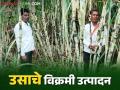 Sugarcane Success story : योग्य नियोजन, जिद्दच्या जोरावर कवळेने घेतले ऊसाचे रॅकार्ड ब्रेक उत्पादन वाचा सविस्तर - Marathi News | Sugarcane Success story: Record breaking production taken with proper planning, determination of sugarcane, read in detail | Latest agriculture News at Lokmat.com