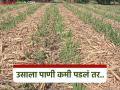 उन्हाळ्यात ऊस पिकाला पाणी कमी पडतंय? करा ह्या उपाययोजना - Marathi News | Is sugarcane crop facing water shortage in summer? Take these measures | Latest agriculture News at Lokmat.com