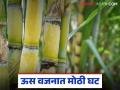 राज्यातील 'ह्या' प्रमुख ऊस उत्पादक जिल्ह्यात उसाच्या वजनात मोठी घट; काय आहे कारण? - Marathi News | | Latest agriculture News at Lokmat.com