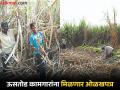 मोठी बातमी! सर्वेक्षणानंतर राज्यातील सर्व ऊसतोड कामगारांना मिळणार ओळखपत्र, प्रक्रिया सुरू - Marathi News | After the survey, all sugarcane workers in the maharashtra state will get identity cards | Latest hingoli News at Lokmat.com