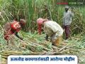 Sugarcane Workers Health : ऊसतोड कामगारांसाठी आरोग्याची कवच–कुंडलं; 'या' जिल्ह्यात तपासणी मोहीम वाचा सविस्तर - Marathi News | latest news Sugarcane Workers Health: Health shield for sugarcane workers; Check-up campaign in 'this' district Read in detail | Latest agriculture News at Lokmat.com
