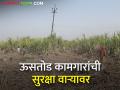 ऊसतोड, बिबट्याचे दर्शन अन् कामगारांची सुरक्षा - Marathi News | | Latest agriculture News at Lokmat.com