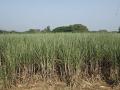 ऊस काही डोक्यावर जाईना; हंगाम १०० दिवसांतच गुंडाळेल - Marathi News | Sugarcane does not get good growth; The season will wrap up within 100 days | Latest agriculture News at Lokmat.com