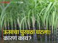 साखर कारखाने शेतकऱ्यांकडचा कोवळा ऊस का तोडून नेत आहेत? - Marathi News | Latest News sugarCane production down, cane supply to factories reduced | Latest agriculture News at Lokmat.com