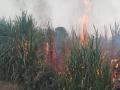 Satara: फटाक्यांनी केला घात; कोरेगावात आगीमध्ये दोन एकर ऊस जळून खाक  - Marathi News | Two acres of sugarcane burnt in fire in Koregaon due to crackers | Latest satara News at Lokmat.com