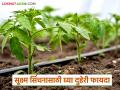 ठिबक व तुषार सिंचनासाठी 'या' दोन योजनेतून घेता येईल ९० टक्के अनुदान; वाचा सविस्तर - Marathi News | 90 percent subsidy can be availed from these two schemes for drip and frost irrigation; Read in detail | Latest agriculture News at Lokmat.com