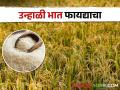Summer Paddy उन्हाळी भातशेतीकडे शेतकऱ्यांचा कल, हाती येते चांगले उत्पन्न - Marathi News | Farmers tend towards summer paddy cultivation, good income is obtained | Latest agriculture News at Lokmat.com