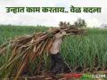 वाढत्या उष्णतेने शेतकऱ्यांनी केला कामांच्या वेळेत बदल - Marathi News | Farmers have changed their working hours due to increasing heat | Latest agriculture News at Lokmat.com