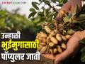 Unhali Bhuimug : उन्हाळी भुईमुगाची लागवड करताय? कोणत्या जाती निवडाल? - Marathi News | Unhali Bhuimug : Are you planting summer groundnuts? Which variety will you choose? | Latest agriculture News at Lokmat.com