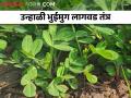 उत्पादन वाढीसाठी उन्हाळी भुईमुगाची लागवड कशी कराल? - Marathi News | How to cultivation to increase yield of summer groundnut crop? | Latest agriculture News at Lokmat.com