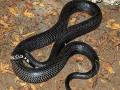 उष्णता वाढताच विषारी साप बाहेर; बचावासाठी काय काळजी घ्याल? - Marathi News | Summer Heat Drives Snakes into Mumbai Homes Safety Guidelines Issued | Latest mumbai News at Lokmat.com