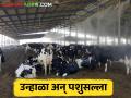 पशुधन सल्ला; उन्हाळ्यात जनावरांचे संरक्षण आणि उपाययोजना - Marathi News | livestock advice; Animal protection and measures in summer | Latest agriculture News at Lokmat.com