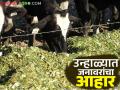 उन्हाळ्यात दुधाळ जनावरांचे दूध कमी होऊ नये यासाठी त्यांना कसा द्यावा आहार? वाचा सविस्तर - Marathi News | How to feed dairy animals in summer to prevent their milk from decreasing? Read in detail | Latest agriculture News at Lokmat.com