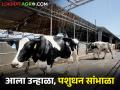 आला उन्हाळा, पशुधनाची काळजी घेण्याचे हे आहेत सोपे उपाय - Marathi News | Summer has come; these simple measures how to take to care for livestock | Latest agriculture News at Lokmat.com