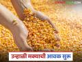 Maize Market: नवीन मक्याची आवक बाजारपेठेत; कसा मिळतोय दर ते वाचा सविस्तर - Marathi News | Maize Market: latest News New arrival of maize in the market; Read in detail how the price is being obtained | Latest agriculture News at Lokmat.com