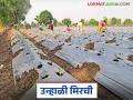 Summer Chilli : उन्हाळी मिरची लागवड करताय 'हे' नक्की वाचा - Marathi News | Summer Chilli : latest news summer chillies planting tips read in details | Latest agriculture News at Lokmat.com