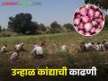 Summer Onion : पहिल्या टप्प्यातील उन्हाळ कांदा काढणीला सुरुवात, शेतकऱ्यांची लगबग  - Marathi News | Latest News First phase of summer onion harvesting has started in nashik district | Latest agriculture News at Lokmat.com