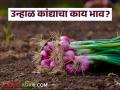 Onion Market : पिंपळगाव बाजार समितीत उन्हाळ कांद्याला काय भाव मिळाला? वाचा सविस्तर  - Marathi News | Latest News 29 april 2024 todays summer onion market price in market yards | Latest agriculture News at Lokmat.com