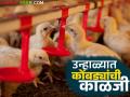 कोंबड्यांना शेडमध्ये उष्णतेचा त्रास होतोय हे कसे ओळखाल? वाचा सविस्तर - Marathi News | How to know if poultry birds are suffering from heat stress in the shed? Read in detail | Latest agriculture News at Lokmat.com