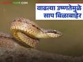 उन्हाळ्यात बाहेर झोपताय? सावधान! सुरु झालाय 'या' सापांचा मिलनकाळ; कशी घ्याल काळजी? - Marathi News | Sleeping outside in summer? Be careful! The mating season of these snakes has begun; How can you take care of yourself? | Latest agriculture News at Lokmat.com
