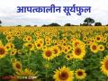 Sunflower Farming आपत्कालीन पीक म्हणून होतोय वापर; सर्वच हंगामात बहरणारे सूर्यफुल - Marathi News | Sunflower Farming is being used as an emergency crop; Sunflower blooms in all seasons | Latest agriculture News at Lokmat.com