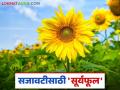 सजावटीसाठी वापरल्या जाणाऱ्या सूर्यफूल शेतीचा यशस्वी प्रयोग; वाचा सविस्तर - Marathi News | Successful experiment in sunflower farming for decoration; Read in detail | Latest agriculture News at Lokmat.com