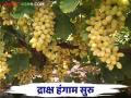 आगाप छाटणी घेतल्यामुळे तासगावच्या या शेतकऱ्याची द्राक्ष बाजारात दाखल - Marathi News | Grapes of this farmer from Tasgaon entered the market because of early pruning | Latest agriculture News at Lokmat.com